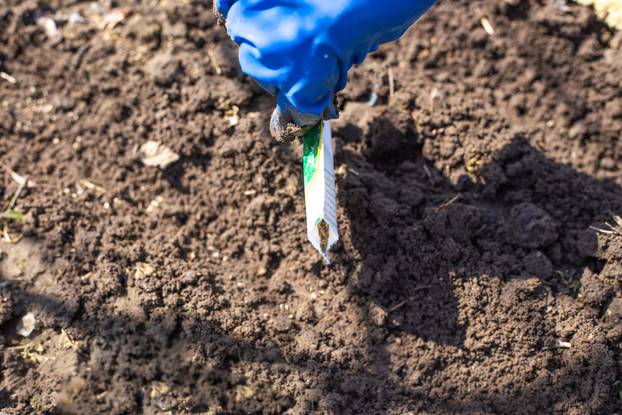 Agriculture in spring. Woman in gloves sow from the package of plants seeds in raw ground. Growing vegetable crops