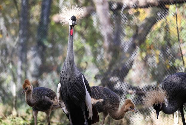 Zagrebački krunati ždralovi predstavljeni javnosti 