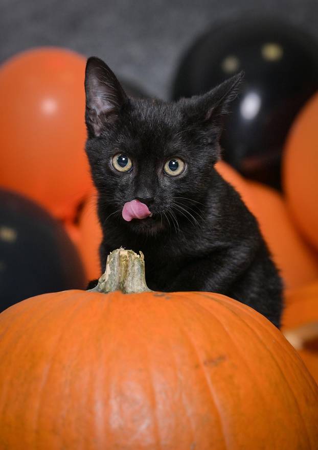 Sklonište u Dumovcu poziva na posebno jesensko udomljavanje pasa i mačaka