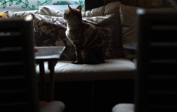 Zagreb: Emilija i Amer Alaydi otvorili su kafić Animal caffe