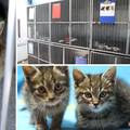 Dom im je sklonište jer ih nitko ne želi: Mačke iz Dumovca najteže se udomljavaju