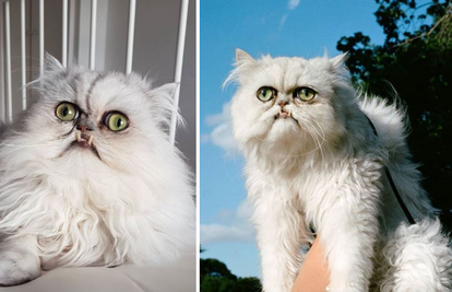 Mačka je prestrašila internet: 'Mislili smo da nije prava!'