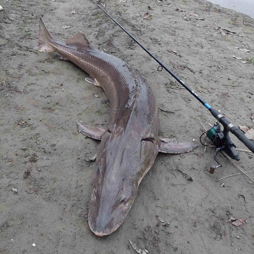 Ribič na Dravi upecao jesetru od 35 kilograma: 'Borili smo se 40 minuta, skakala je po rijeci'