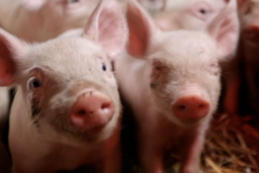 Stočari u panici, prvo je došla afrička svinjska kuga, potom bedrenica, a sad i 'plavi jezik'