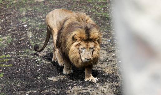 Hrabri Leo iz zagrebačkog ZOO-a bori se protiv opake bolesti: 'Ovo nam je najteži dio posla'