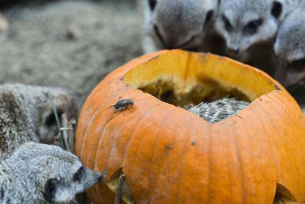 Pogledajte kako je izgledalo darivanje bundeva životinjama u zagrebačkom Zoološkom vrtu