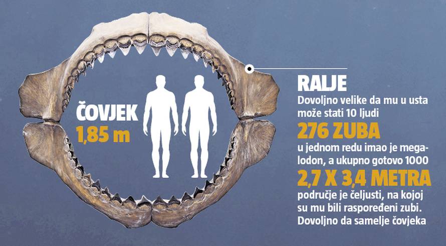 Ralje iz panonskih dubina: Zub megalodona našli i u Slavoniji