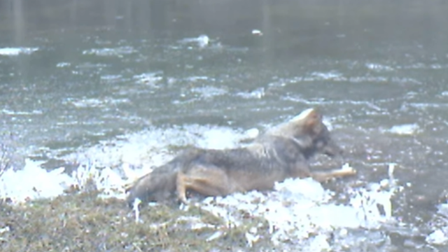 VIDEO Pogledajte igru vuka u zaleđenoj lokvi na Velebitu
