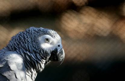 Papagaj 'cinkao' vlasnicu za ubojstvo: 'Nemoj je***o pucati'