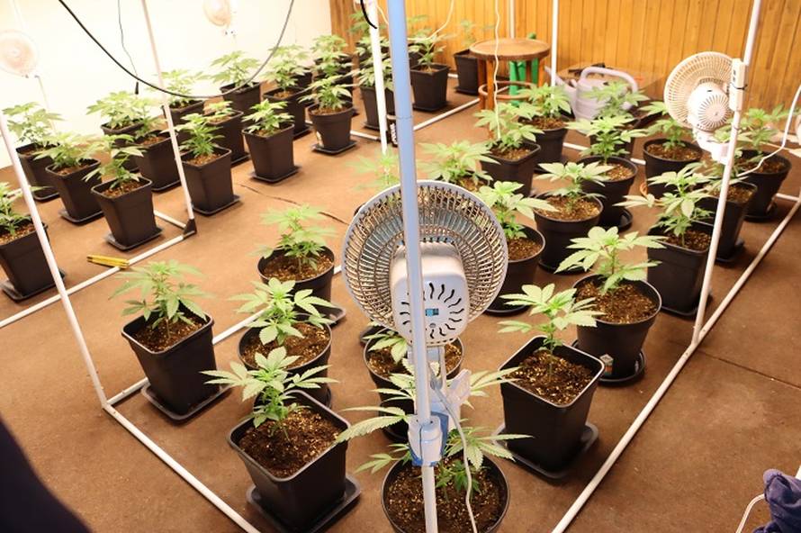 Otkrili plantažu za uzgoj trave kod Varaždina, zaplijenili 7 kila marihuane i uhitili četvorku