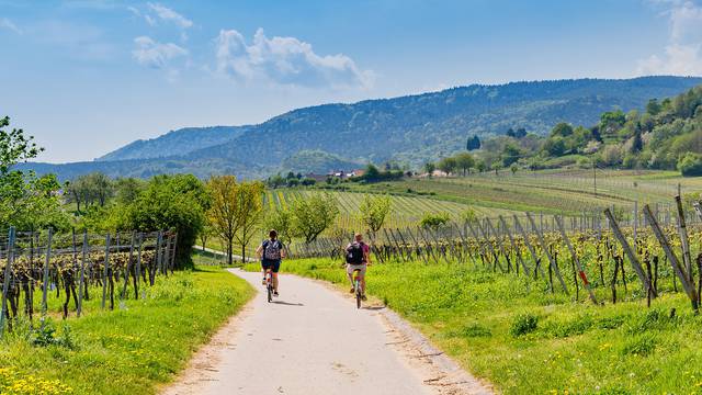 Cyclists,On,Grape,Mountain.,Biking,Travel,Tour,In,Vineyards,Palatinate