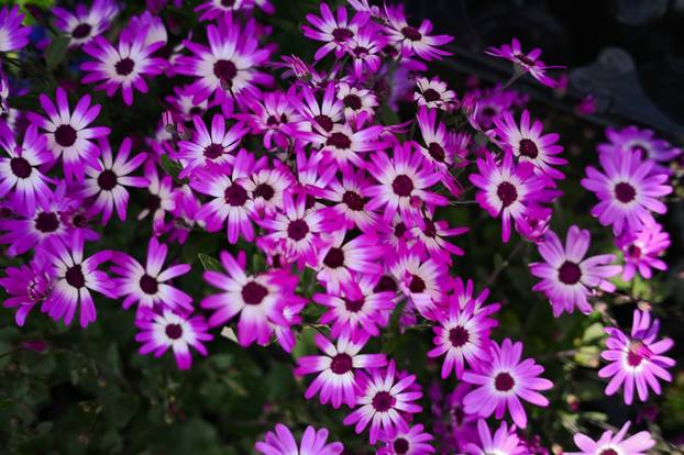 24sata Zagreb: Ponuda cvijeća na Dolcu 