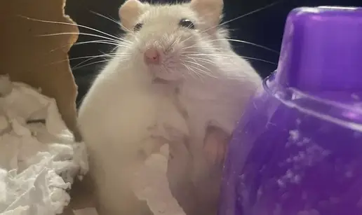 Debeli hrčak šokirao azil: 'Težio je dvostruko više od ideala, bio je na strogom režimu prehrane'