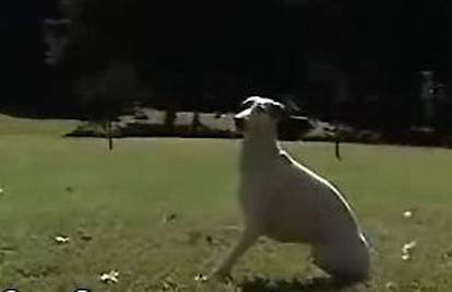 Pas Dominic normalno živi bez obje desne noge 