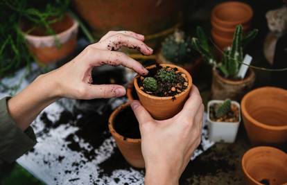Najlakši način kako naučiti o sadnji i presađivanju biljaka