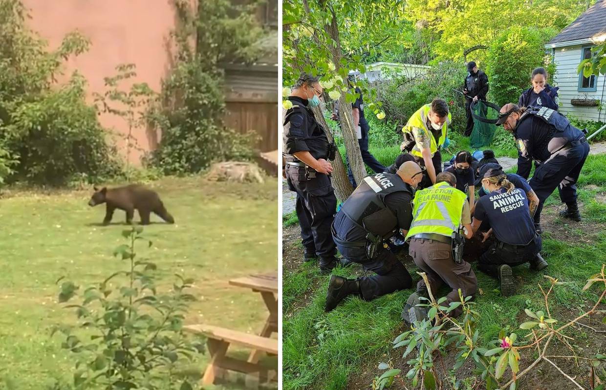Medvjedić harao po Montrealu: 'Bio je u dvorištu. Dali smo mu 3 doze sedativa, ali je pobjegao'