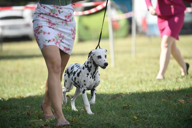 Nacionalna izložba pasa "Velika Gorica Trophy 2025"