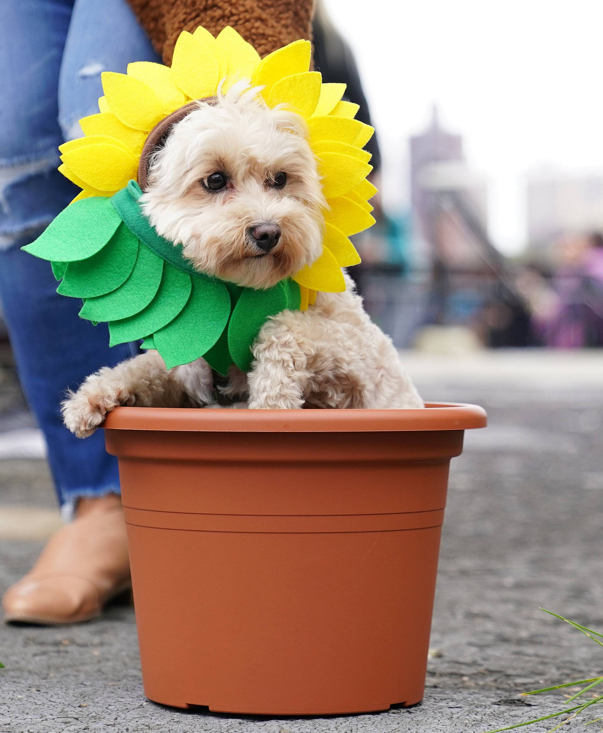 Dogs attend the Tompkins Square Park Halloween Dog Parade at East River Park in the Manhattan borough of New York City