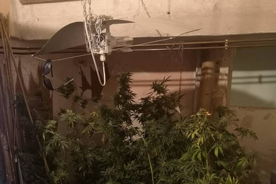 VIDEO: Improvizirani laboratorij, 261 stabljika te 11.7 kilograma marihuane pripremljene za prodaju pronađeno u kući 50-godišnjaka