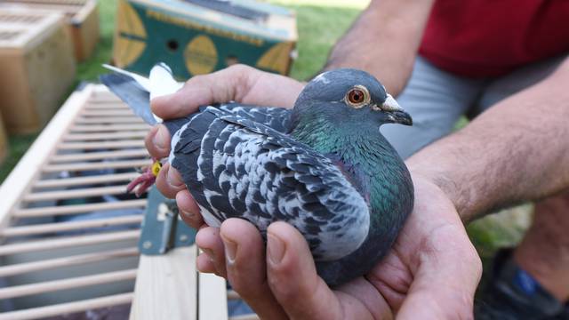 Golubaru iz Ozlja ukrali devet, a ubili šest golubova listonoša