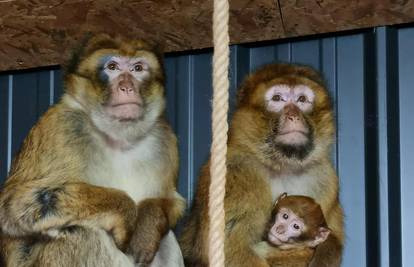 Majmun s mladučnetom trčao po cesti kod Prijedora: 'Nisu oni opasni, samo su preplašeni'