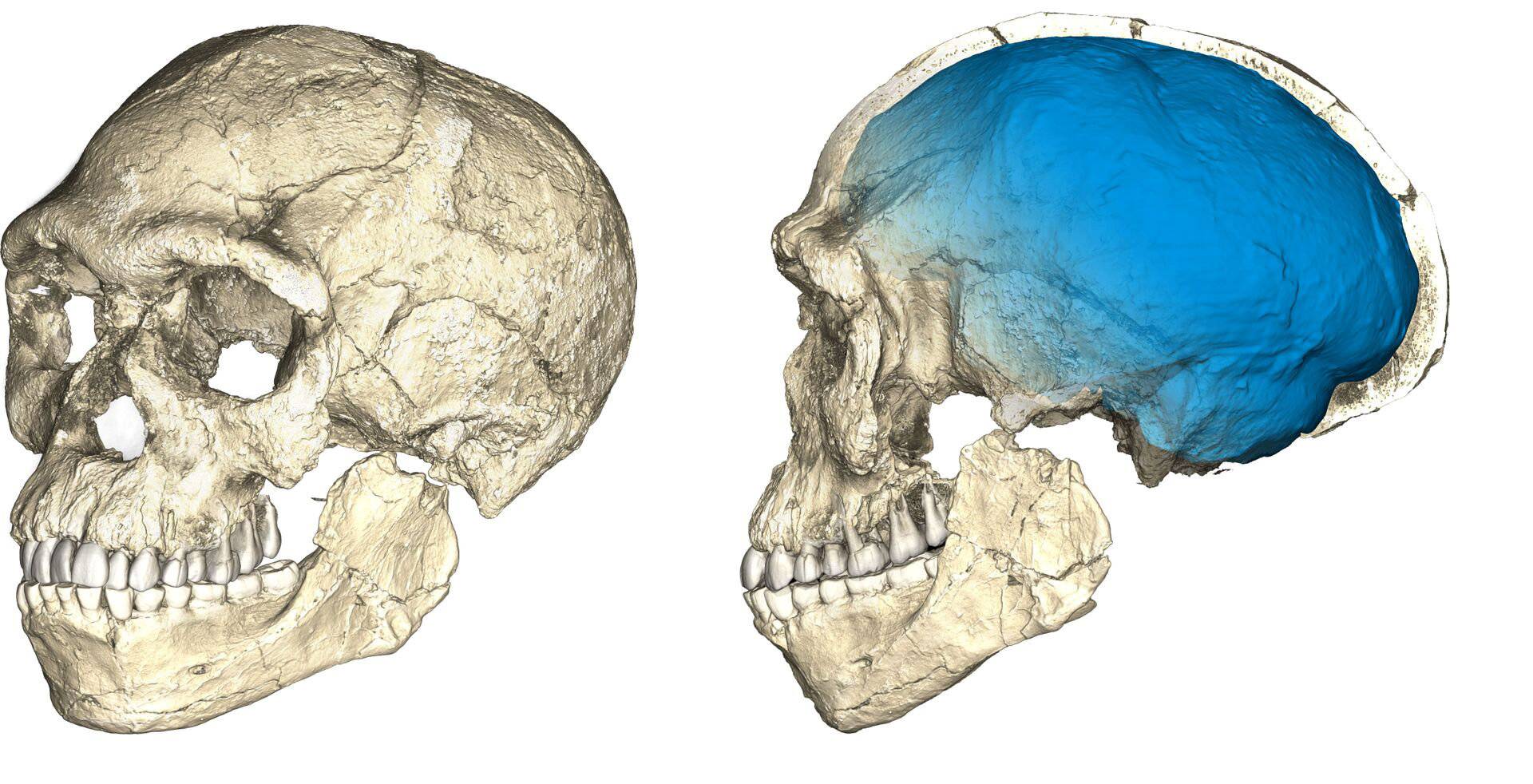 Two views of a composite reconstruction of the earliest known Homo sapiens fossils from Jebel Irhoud in Morocco are shown in this handout photo