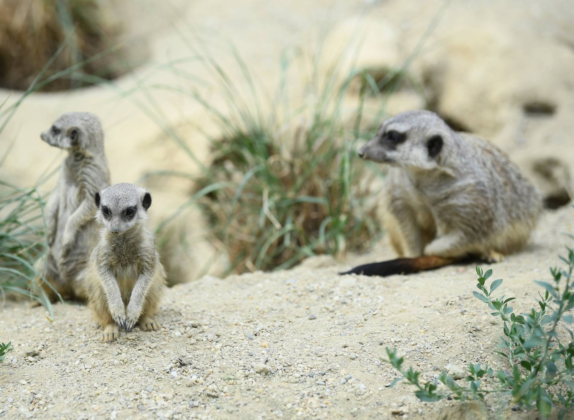 Banda merkata u zagrebačkom ZOO-u veća za tri člana: 'Bebe su stare tri tjedna, igraju se...'