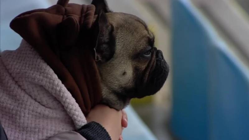 VIDEO Najslađi navijač Opatije uživao u trijumfu na Kantridi. Dugopoljci su teško nastradali