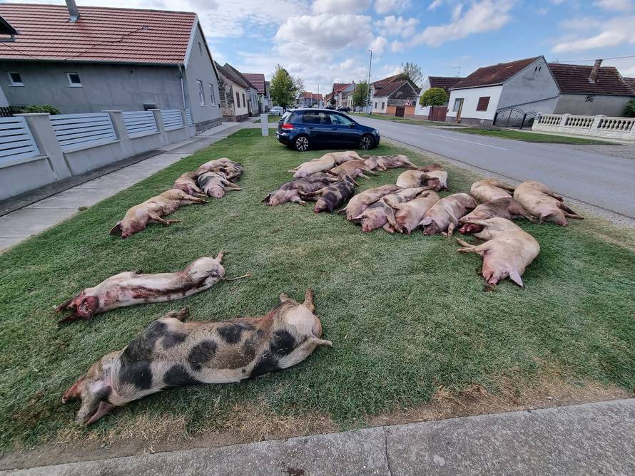 Užas u Slavoniji: Pobili su mi svinje i ostavili ih pred kućom!
