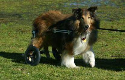 Izradili invalidska kolica za pse koji teško hodaju
