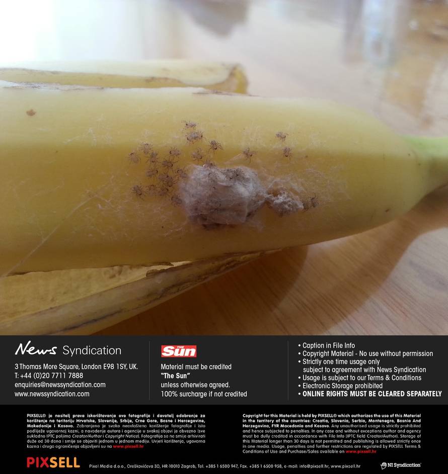 News Syndication/Pixsell