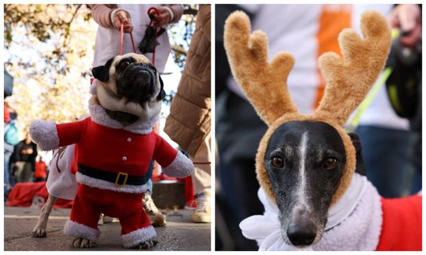 FOTO Ma tko im može odoljeti? Stotine psića hodalo kao Djed Mraz i vilenjaci po Španjolskoj