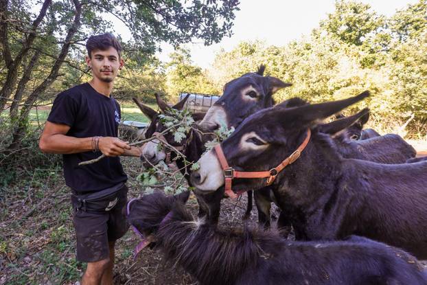 Vodnjan: Za Naj kozu 2025. godine izabrana je koza Jelena, vlasnika Mattea Muškovića 