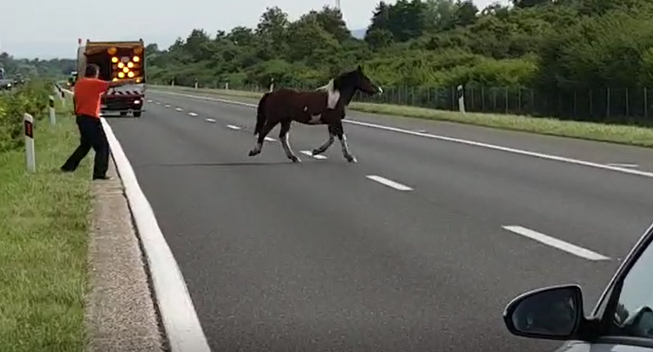 Panika na autocesti: Konj trčao među autima, svi  naglo kočili