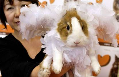 Modno osvješteni zečevi u Japanu nose modne revije