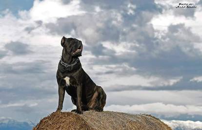 Pasmine pasa: Tražite psa za stan ili najboljeg psa čuvara?