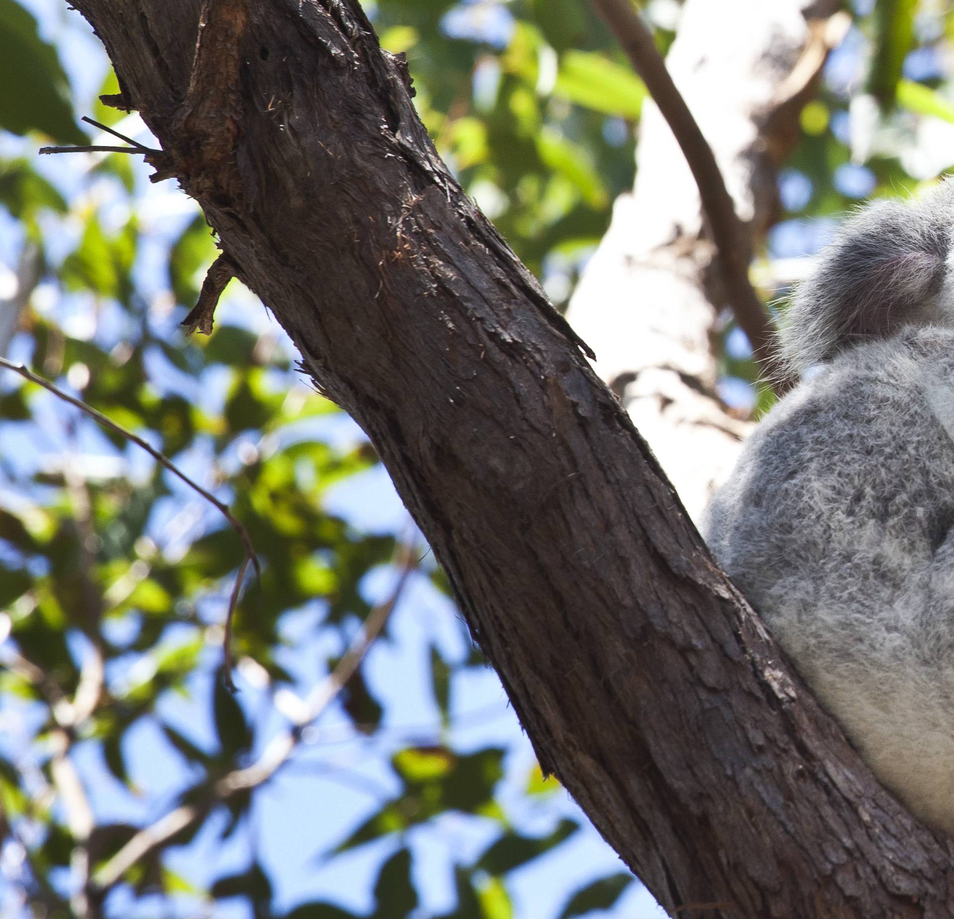 Koalas on Magnetic Island, Australia