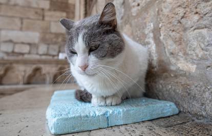 Mački Anastaziji vratili su staru kućicu: 'Sad opet spava na komadu stiropora i kartonu'