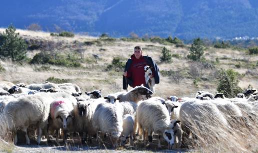 VIDEO Ovčari s Blidnja: Ovce su ovdje do snjegova, a onda ih spuštamo u donju Hercegovinu