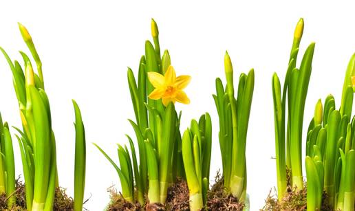Evo kako da vam 'buket' narcisa potraje tri puta du&zcaron;e nego ina&ccaron;e