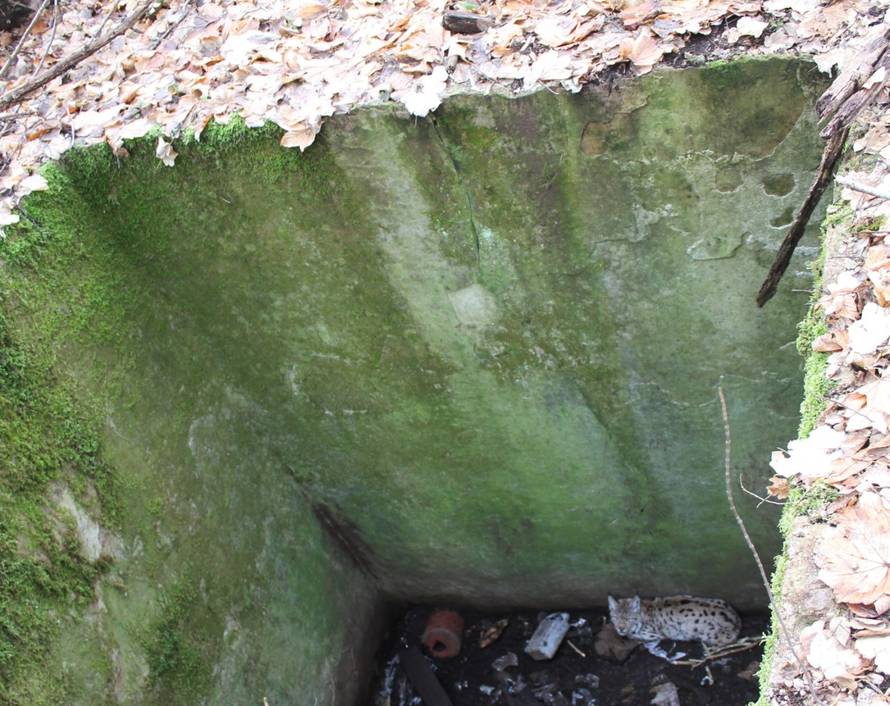 VIDEO SPAŠAVANJA Risovica je pala u rupu od tri i pol metra. Spasili su je i nazvali Marta