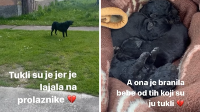 Volonteri u Slavoniji satima spašavali psa: 'Nitko nije htio pomoći, tukli su je trimerom...'