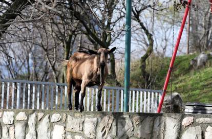 Rijeka: Koza na dječjem igralištu u naselju Gornja Vežica