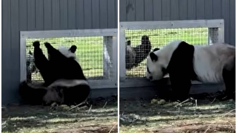 VIDEO KAKAV FLERT Zaljubljene pande igraju se preko prozora