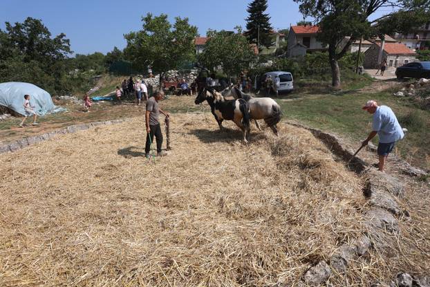 Zagvozd: Vršidba žita na starinski način