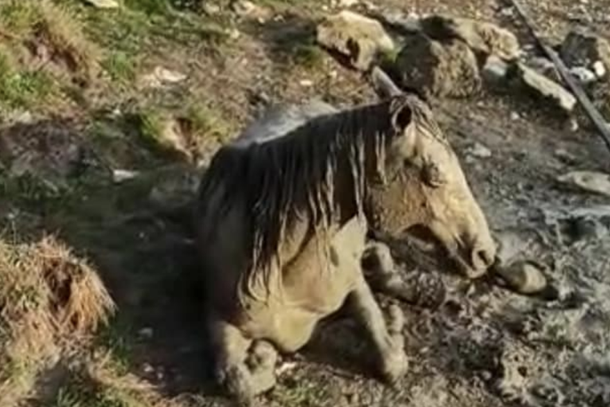 Spasili ždrijebicu