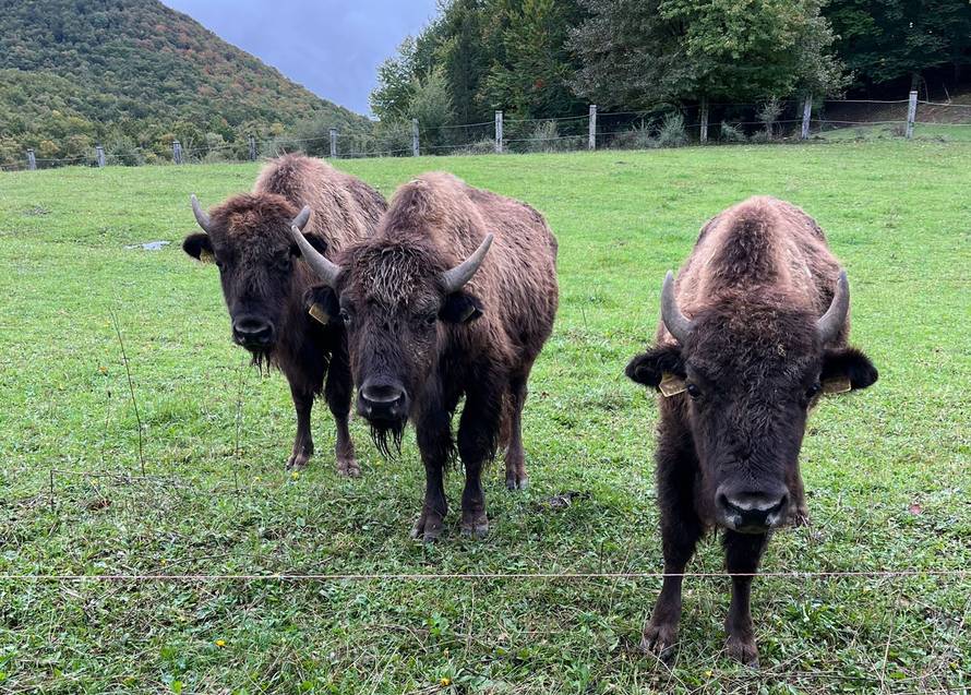 Vlasnik bizona na Velebitu za 24sata: 'Imaju putovnice, a nabavio sam ih u Češkoj...'