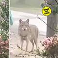 VIDEO Dvor na Uni: 'Djevojčica snimila vuka, gledao ju je u oči. Bojimo se. Danima se tu skita...'