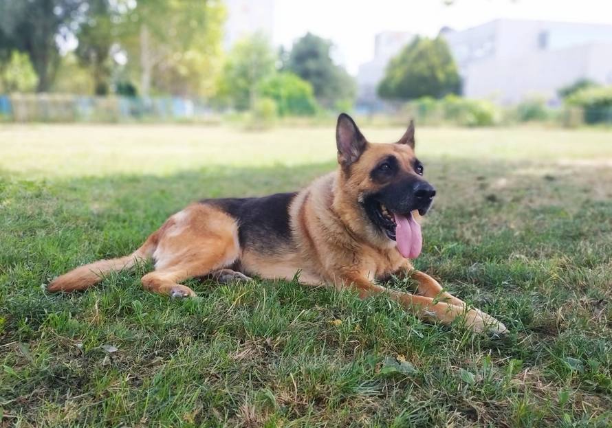 Bila je vjerna čuvarica, a sada ona traži svog zauvijek čuvara