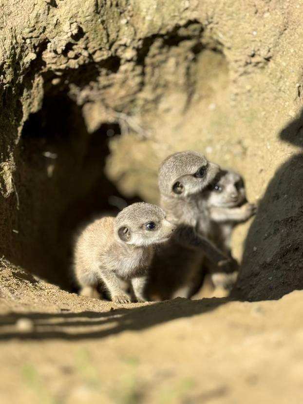 FOTO Tko nam je to stigao? Zoo u Zagrebu ima nove stanovnike: Pogledajte tri slatka merkata